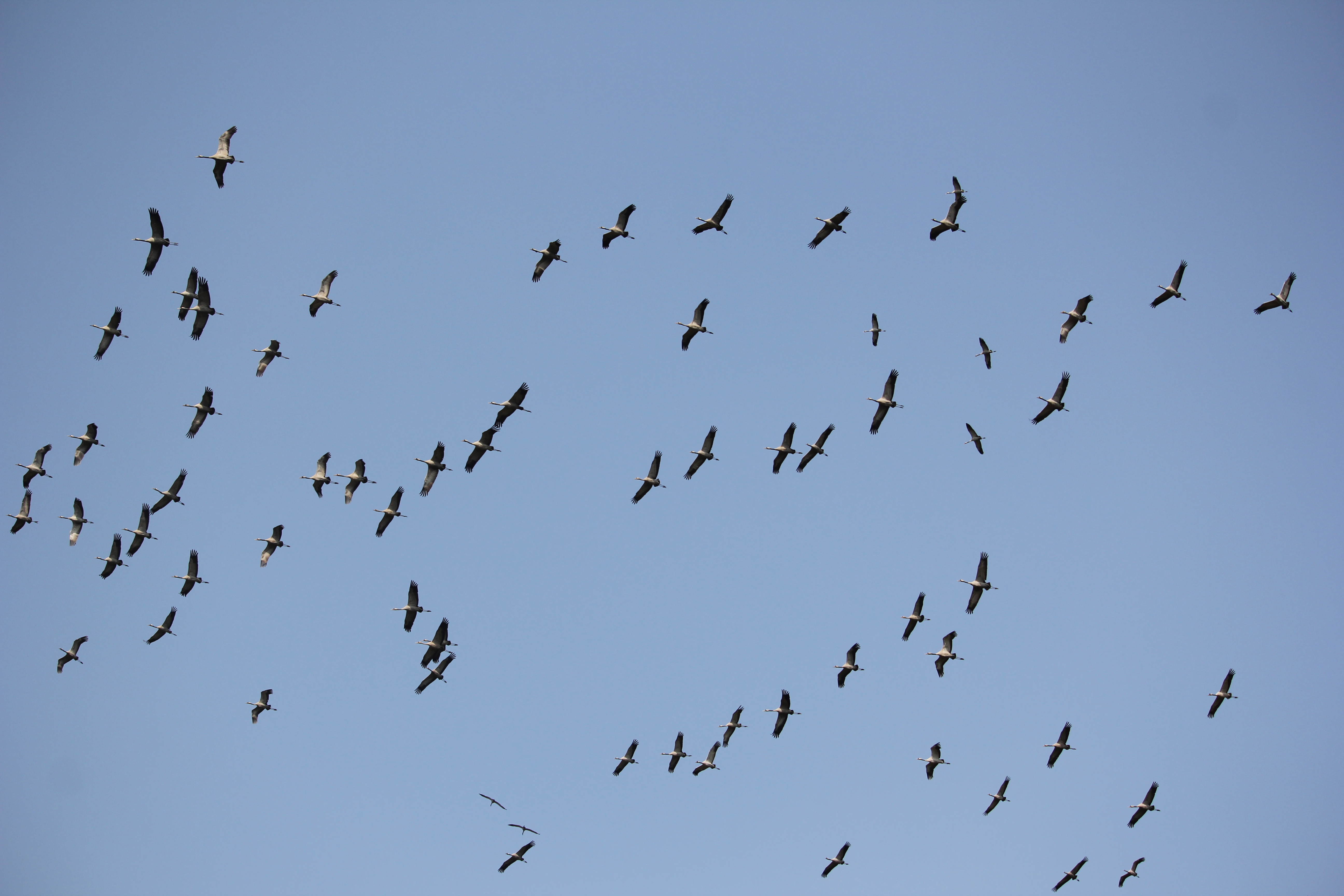 Comman Crane Flock